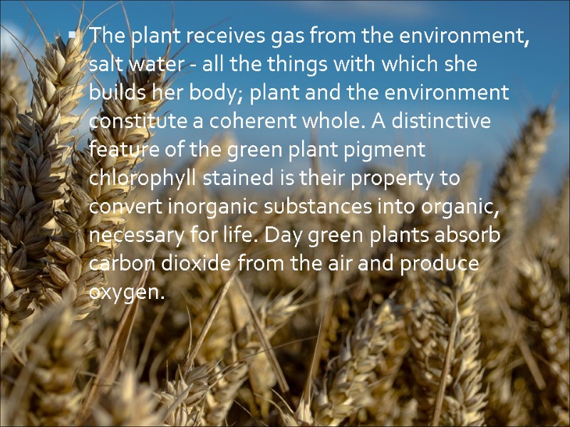 The plant receives gas from the environment, salt water - all the things with